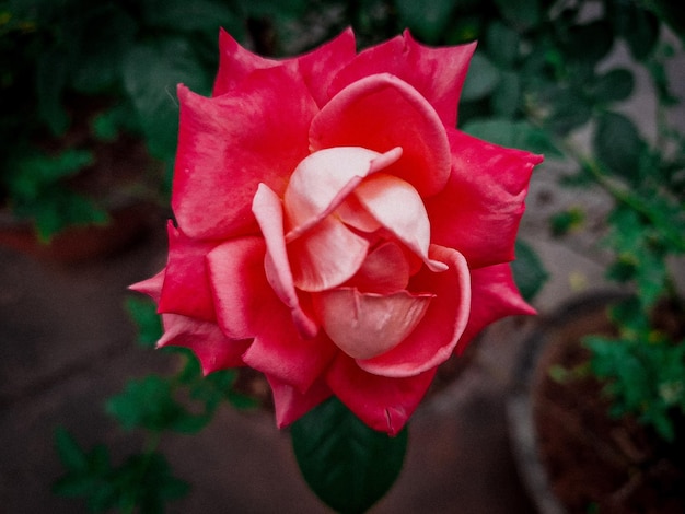 A red rose with a white center and a green leaf.