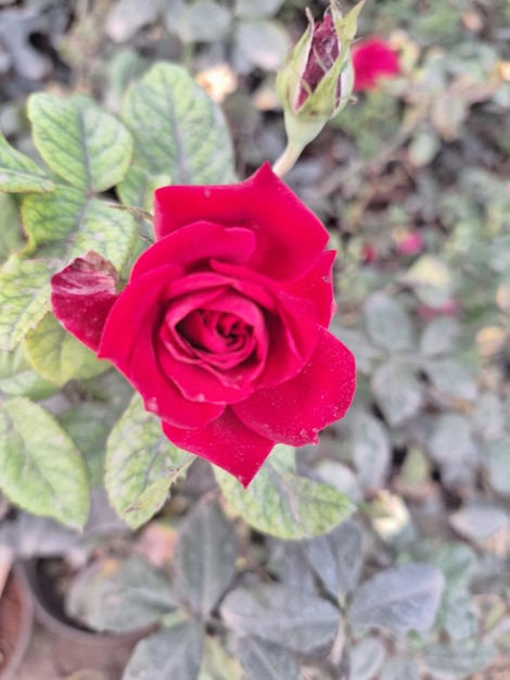 a red rose with the word " b " on it