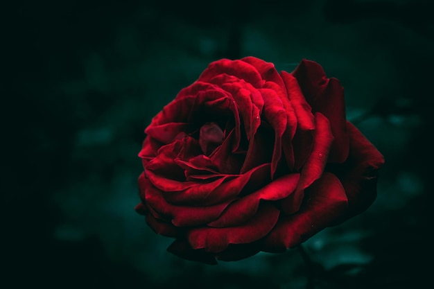 A red rose with the words " the name of the rose "