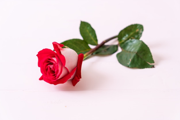 red rose on wood