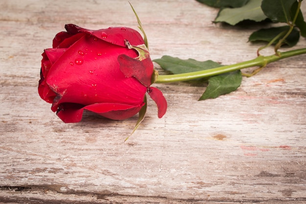 Red rose on wooden background