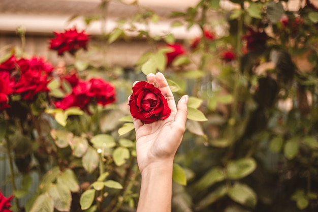 Rosa rossa in cortile con una mano