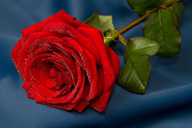 Red rose