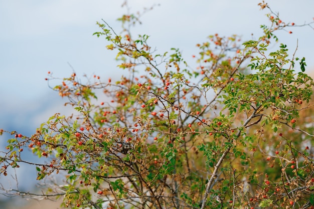 Red rosehip berries on branches of shrub