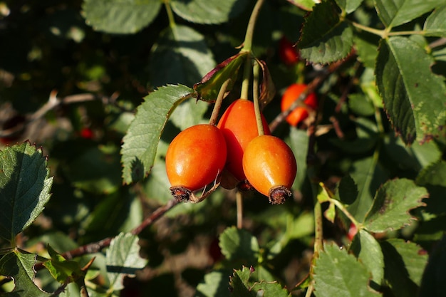 Red rosehip berries which begin to ripen