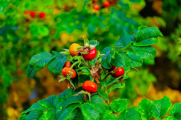 Red rosehip on a bush in summer.
