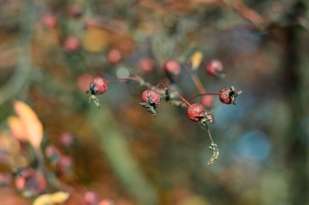 red rosehip fruits on bushes