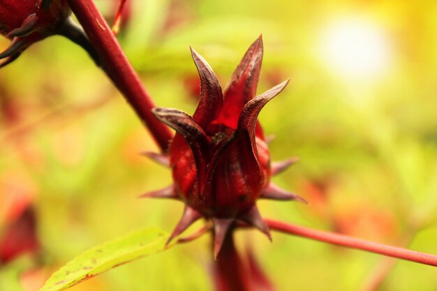 정원에서 자라는 빨간 roselle 과일 (okra).