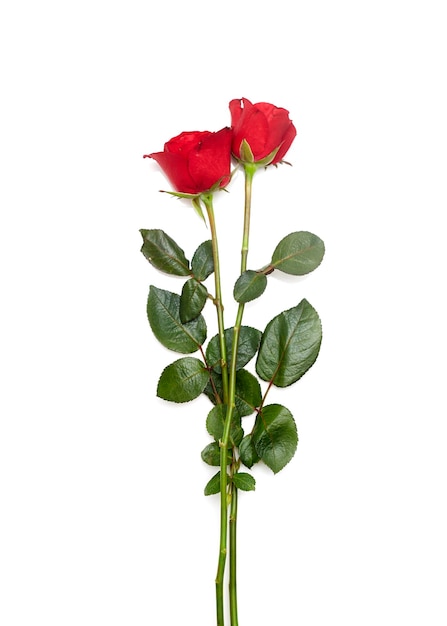 Photo red roses against white background