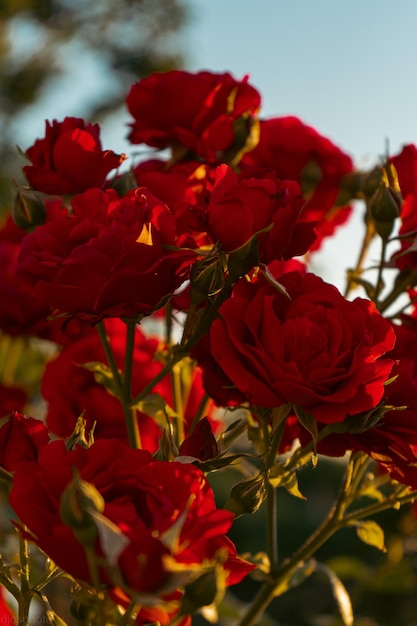 Красные розы на фоне солнечных лучей в саду Баннер шаблона поздравительной открытки на День святого Валентина и Женский день праздничные пожелания День матери