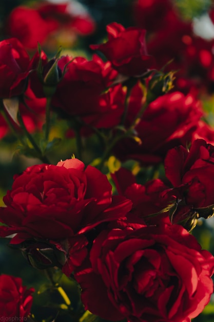 Rose rosse sullo sfondo dei raggi del sole in giardino banner modello di biglietto di auguri per san valentino e auguri per la festa della donna festa della mamma