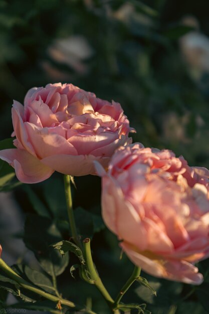 Red roses on the background of sun rays in the garden Greeting card template banner for Valentine's Day and Women's Day holiday wishes Mother's Day