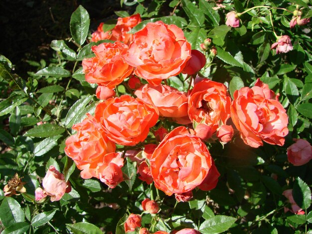 Photo red roses background texture of red flowers top view on red roses closeup cropped shot nature's beauty