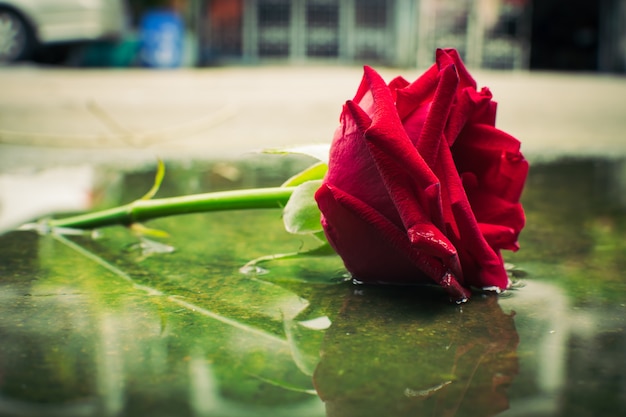 red roses background vintage