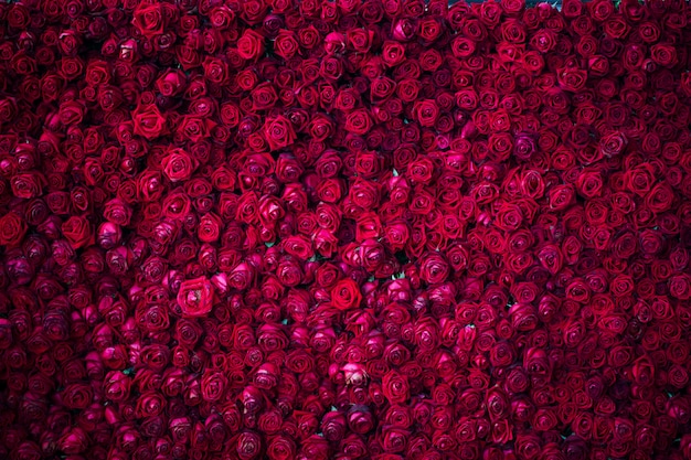 Photo red roses background