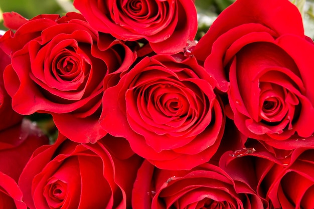 Red roses background