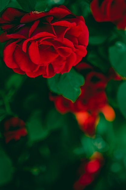 Red roses in beautiful flower garden as floral background