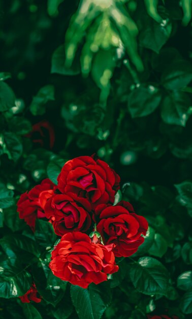 Red roses in beautiful flower garden as floral background