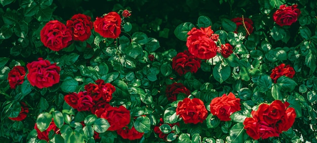 Red roses in beautiful flower garden as floral background