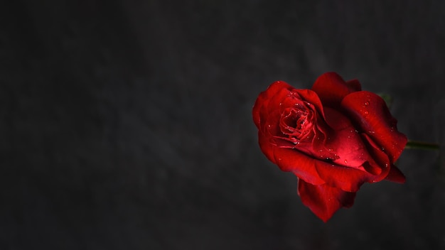 Red roses on a black background top view