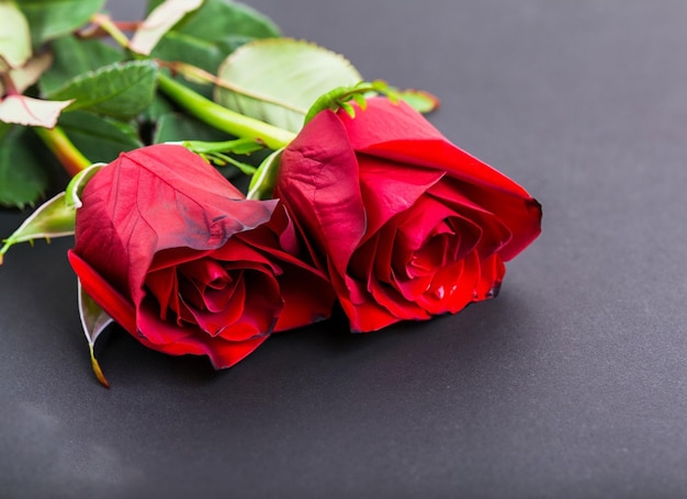 Red roses on a black background