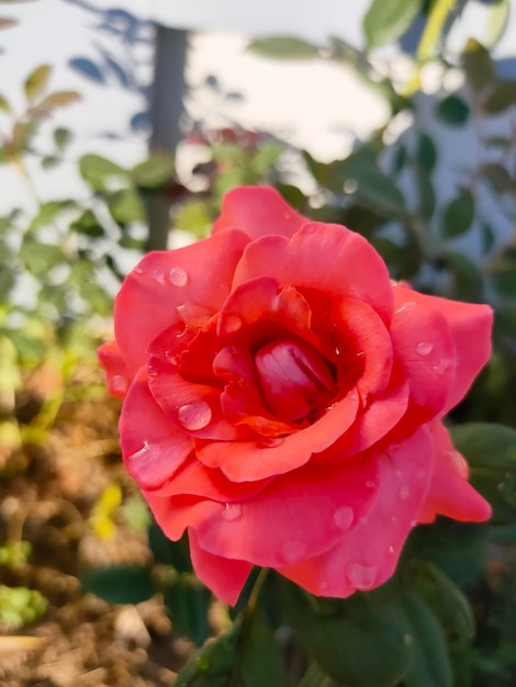 Red roses bloom in the summer in the country garden Full HD