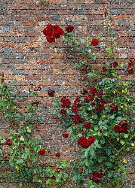 Photo red roses blooming by brick wall