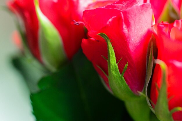 Red roses blurry background.