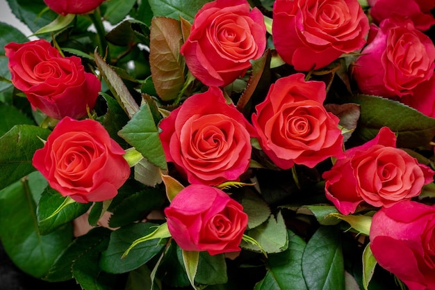 Red roses A bouquet of red roses for congratulating on the holiday