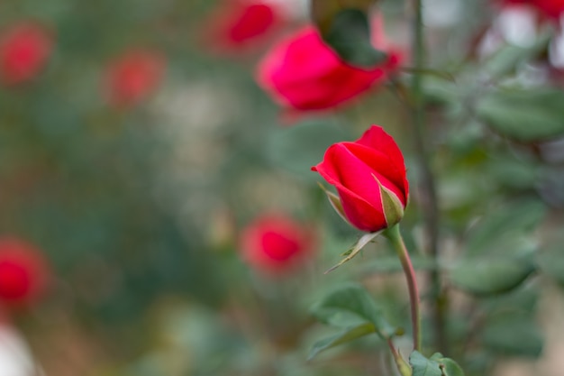 Red Roses on a bush in a garden.Thailand