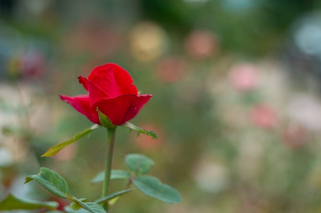 Red Roses on a bush in a garden.Thailand