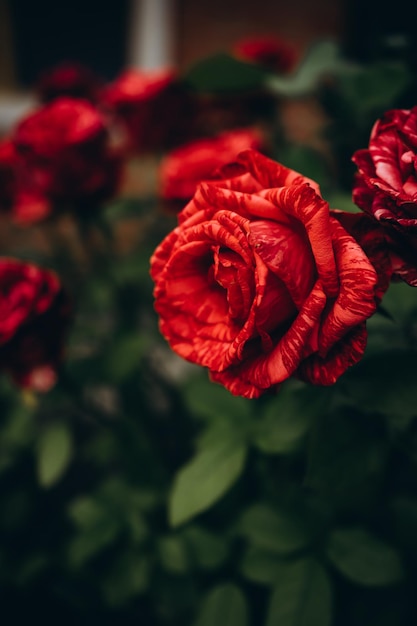 Red Roses on a bush in a garden. Ukranian flower.