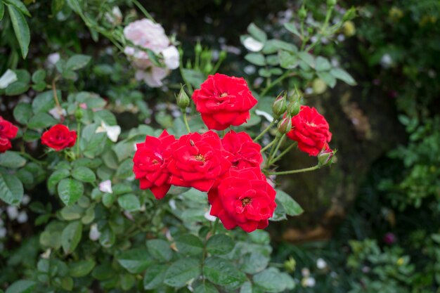 Photo red roses bush in the garden