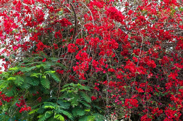 Red roses on the bush in garden