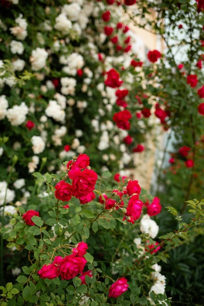 Red roses on the bush outside