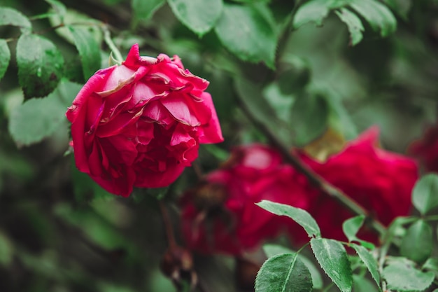 Кусты красных роз крупным планом