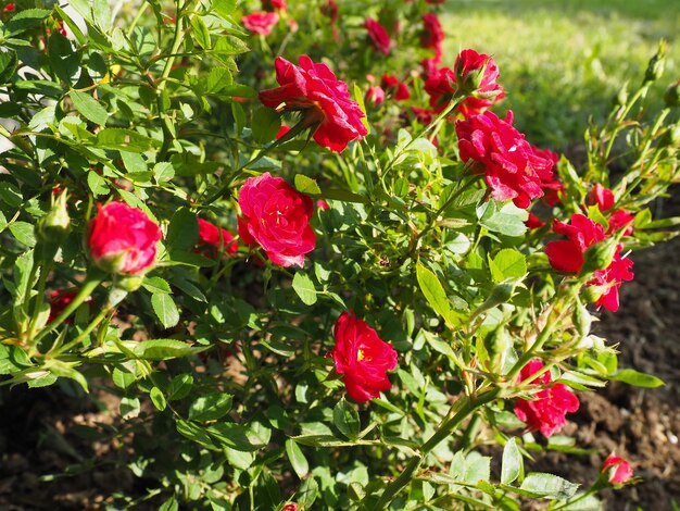 赤いバラの茂み茂みにたくさんの小さな赤いバラ