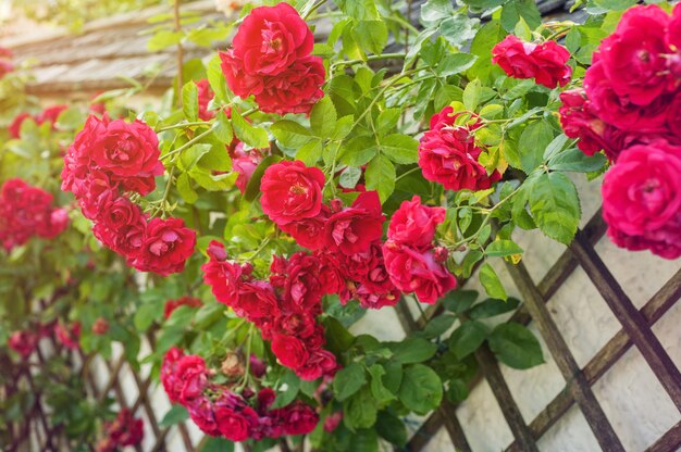 Красные розы восхождение на деревянный забор