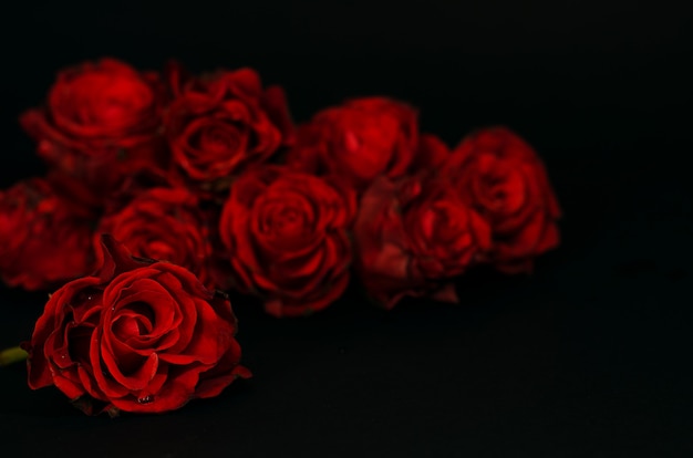 Red roses in the darkness.