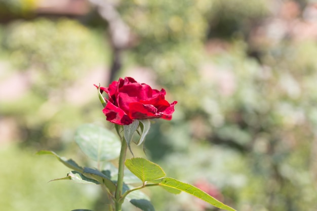 庭の赤いバラの花