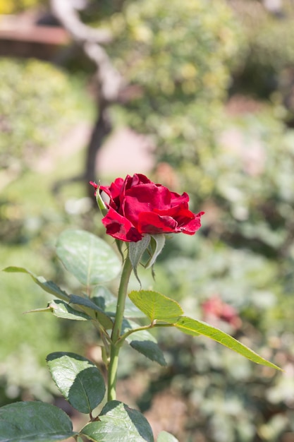 庭の赤いバラの花