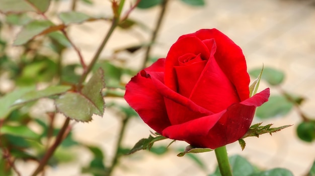 Red roses flower in the garden.