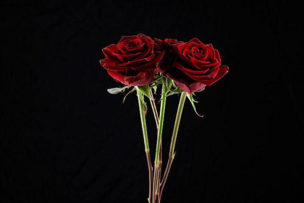 Red roses in front of black background