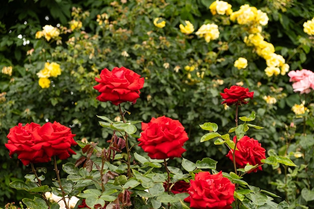 Red roses in the garden on a background of yellow and pink roses Breeding caring for roses beautiful postcard
