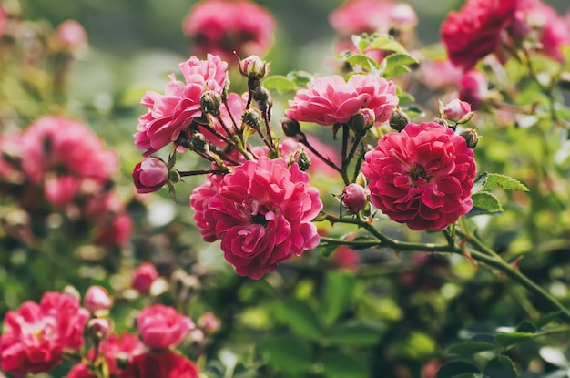 Red roses garden