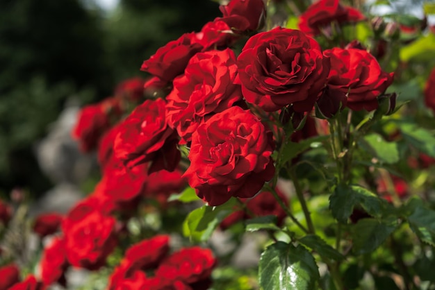Сад красных роз
