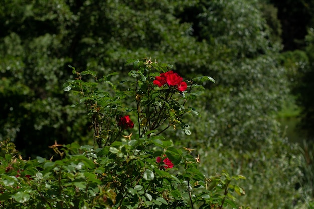 Красные розы в зеленом саду