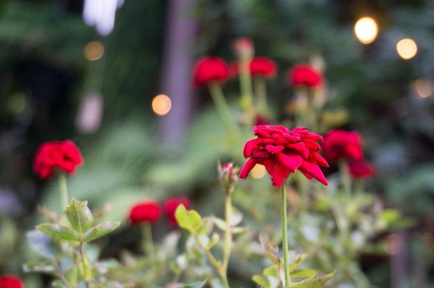 사진 bokeh 빛을 가진 정원에서 빨간 장미