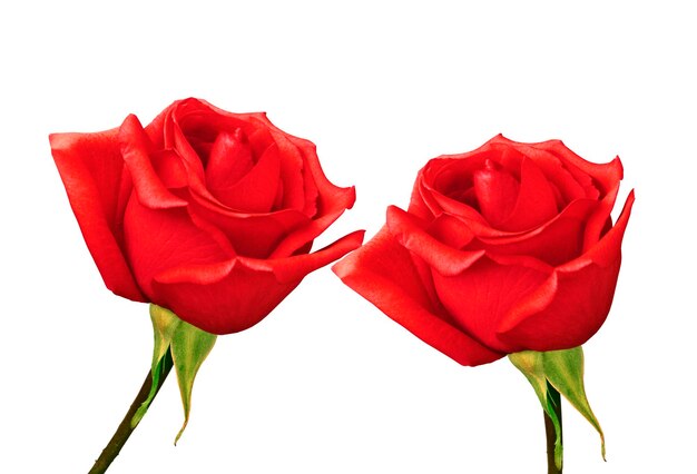 Photo red roses isolated on white