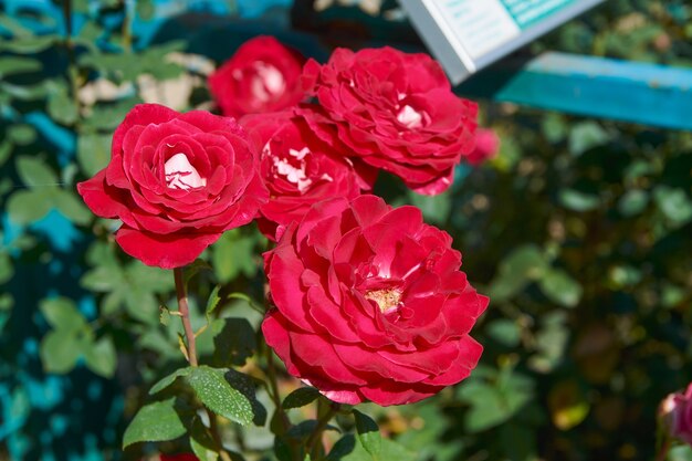 Red roses in the park